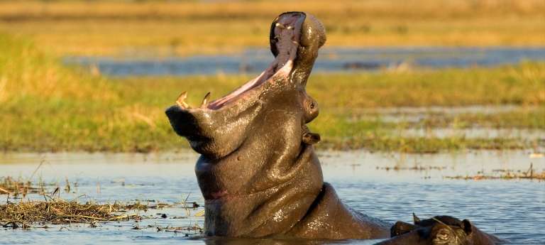 Hippo in Kafue National Park, Zambia.