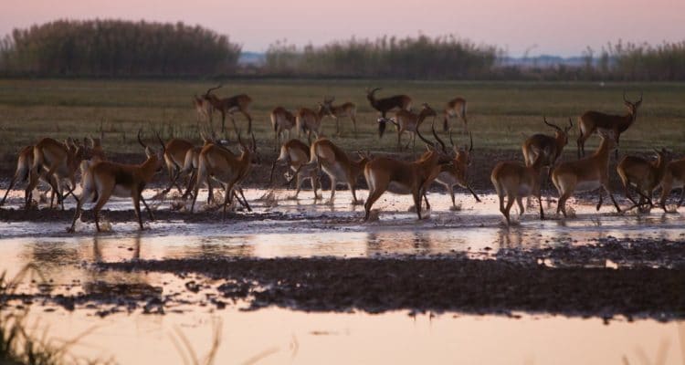 Northwest of the Luangwa Valley, the Bangweulu Wetlands are also excellent in June, credit: Foundation Segre
