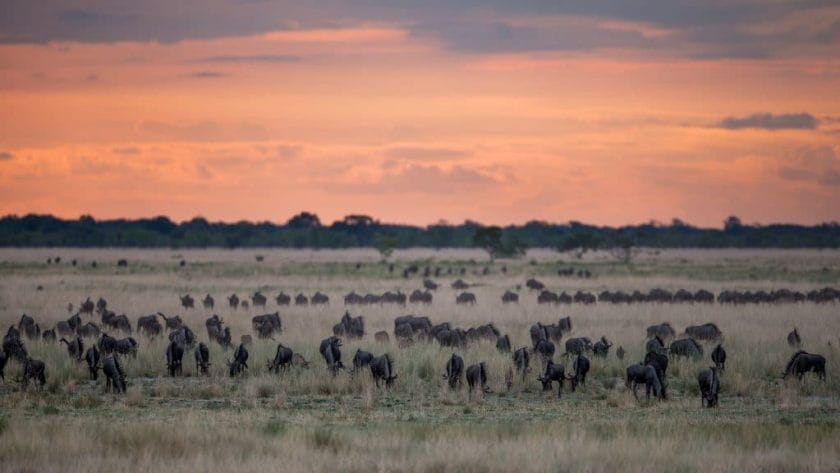 Wildebeest congreate on in the grasslands in Liuwa Plain National Park, credit: Cresta Hotel