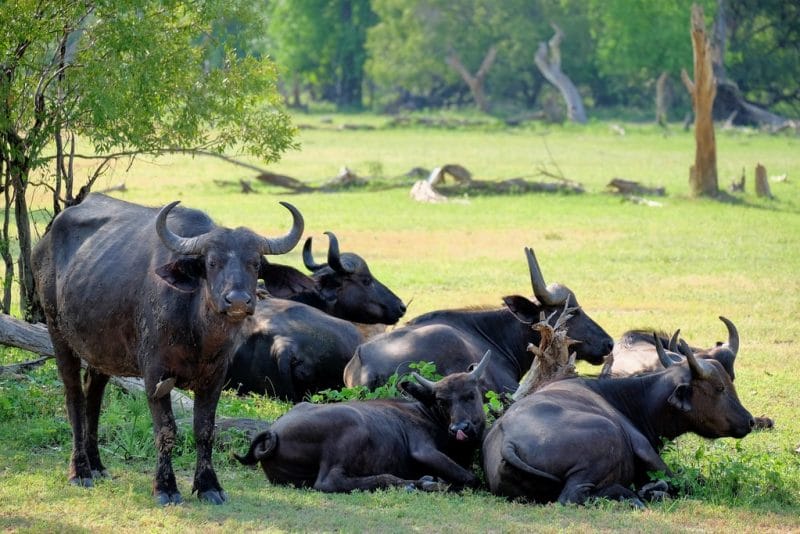 Water Buffalo at Mosi-oa-Tunya National Park, credit: Flickr