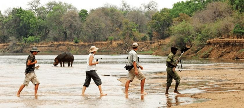 A guided walking safari in Zambia passes a hippo.