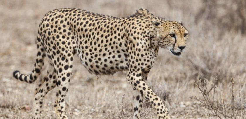 cheetah in etosha national park wildlife namibia