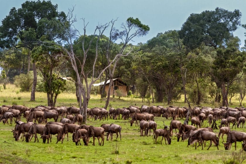 Lodge of The Month [August] | Lemala Mara Tented Camp