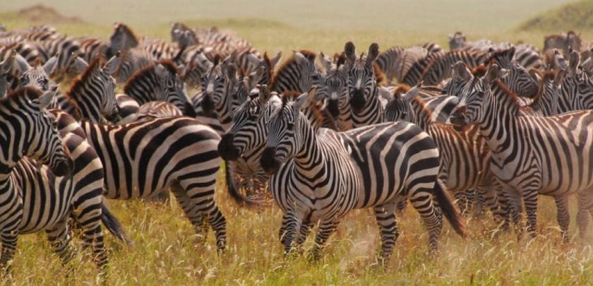 The zebra migration in Botswana | Photo credits: GioRetti on Flickr