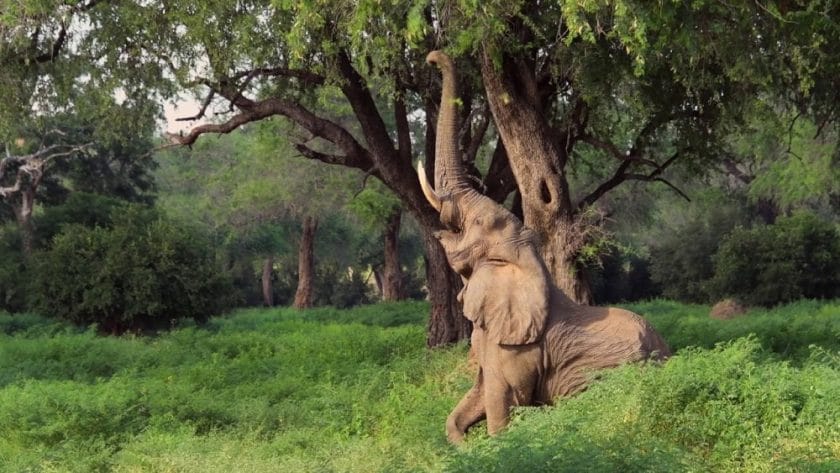 elephant-mana-pools-zimbabwe