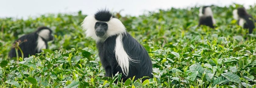 colobus monkey in gishwati mukura rwanda