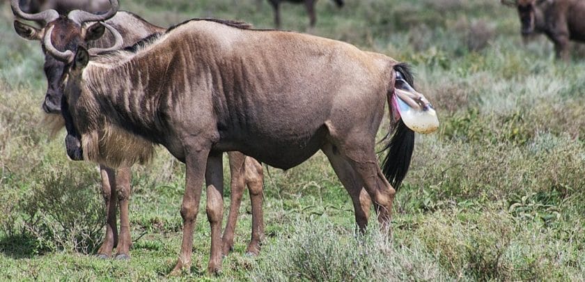 guided-wildebeest-calving-season-safari