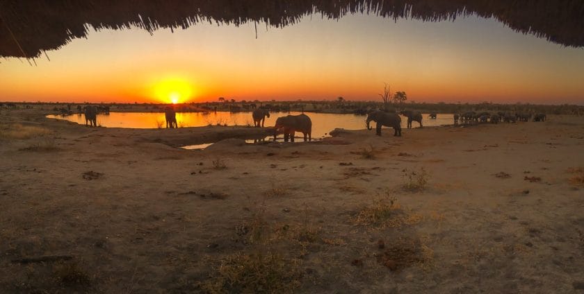 hwange national park on a safari in zimbabwe