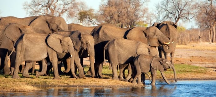 Hwange National Park Zimbabwe Safari Elephants