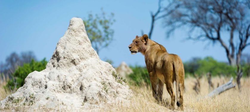 Lioness in Hwange National Park, Zimbabwe.