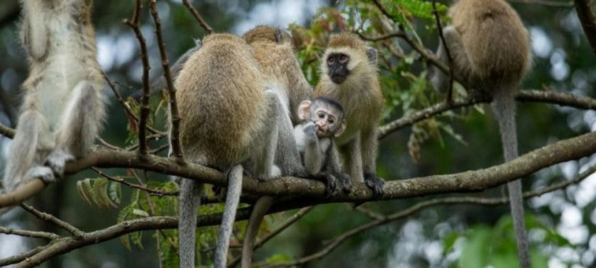 vervet monkey tracking