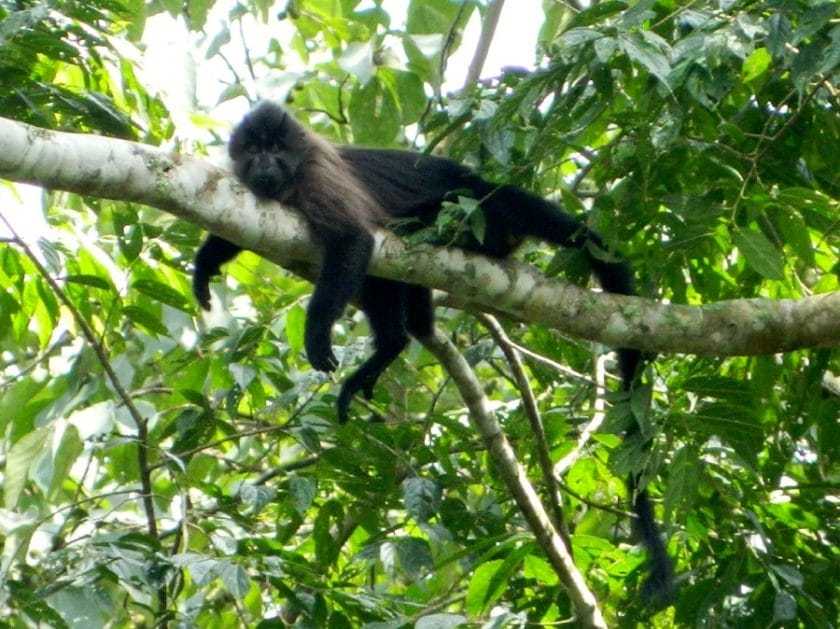 rare grey-cheeked mangabey