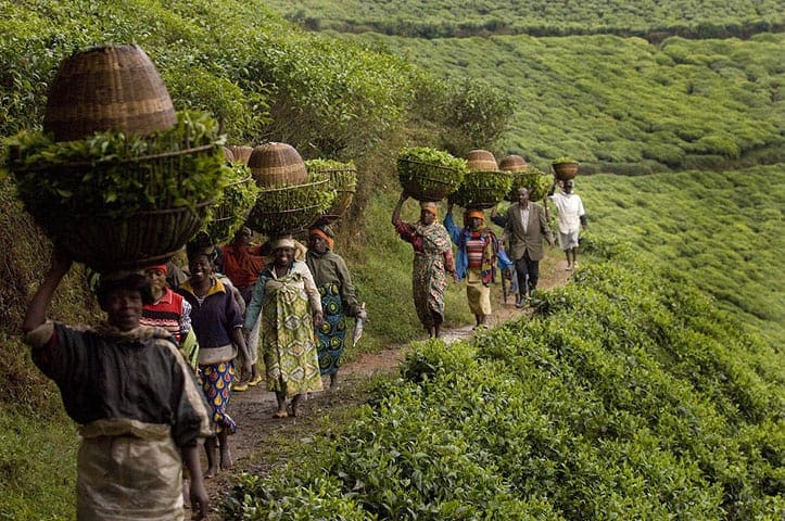 tea farming in rwanda