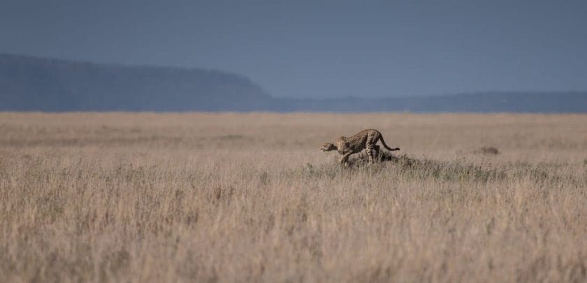 best-tanzania-safari