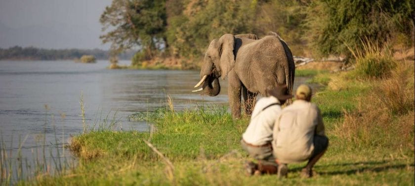 safari i zimbabwe