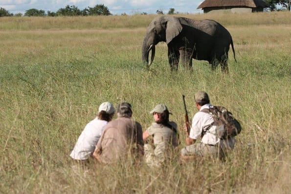 Walking safari in Zimbabwe.