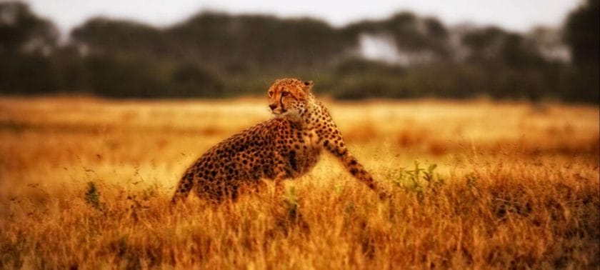 Cheetah in Zimbabwe.
