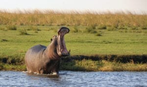 animals in the chobe national park hippo