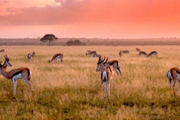 africa nature photography and safaris
