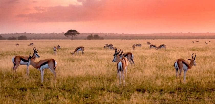 Springboks on the grasslands of Central Kalahari Game Reserve in Botswana