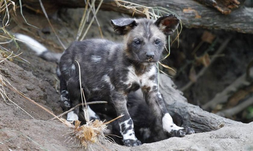 Wild dogs are best viewed in this area, however, sightings are not guaranteed