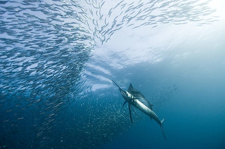 Marlin in the waters of Zanzibar.