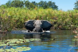 African elephant taking a bath in the wetlands of the Okavango Delta in Botswana
