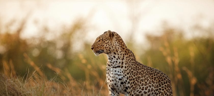 African leopard female pose in beautiful evening light.