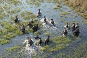 Buffalo-herd-in-zambezi-zambia