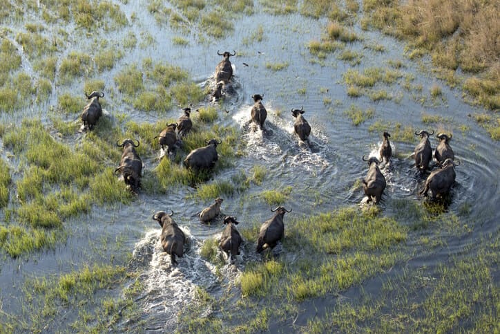 Buffalo-herd-in-zambezi-zambia