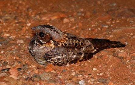 The Fiery-necked nightjar's call is a nightime staple in the Botswana bush