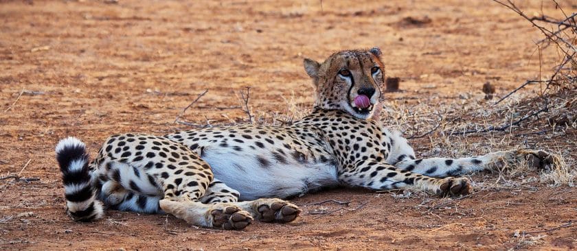 Cheetah laying down in Balule National Park