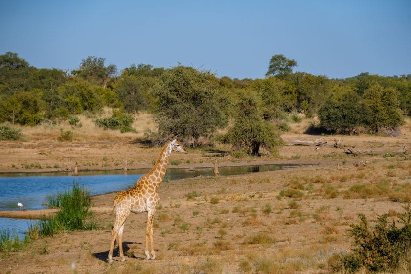 Giraffe in Klaserie Private Nature Reserve