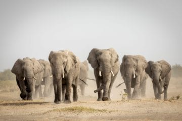 big five african safari tours