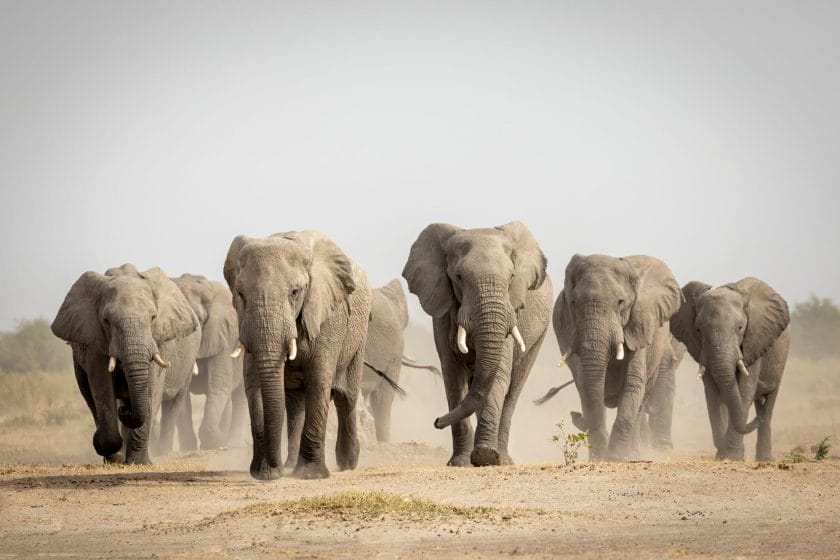 Large elephant family walking in dust in Savuti in Botswana.