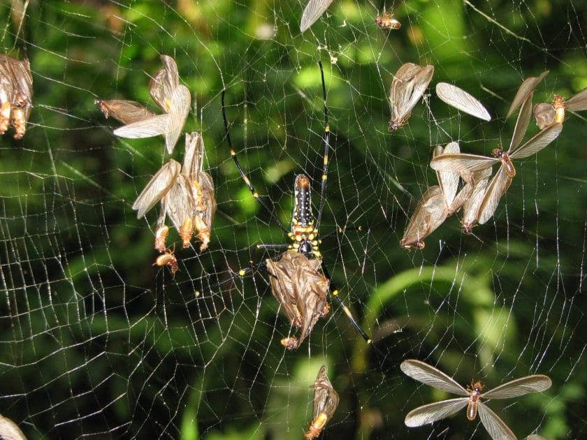 A spider feeding off termite alates