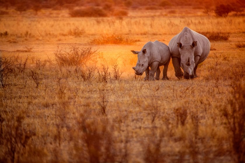 Rhino grazing in Botswana.
