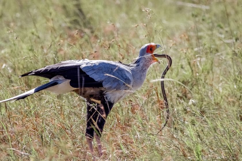 The Secretary bird is a fearsome snake wrangler