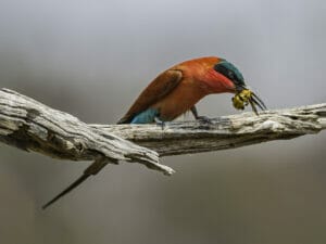 Southern Carmine Bee-eater, Merops nubicoides, Chobe National Park, Botswana
