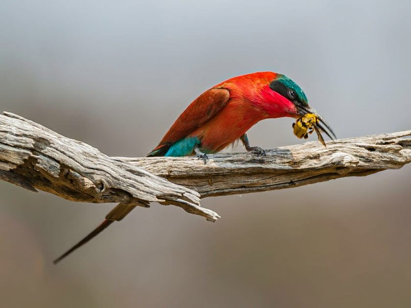 Southern carmine bee-eater in Chobe National Park, Botswana.