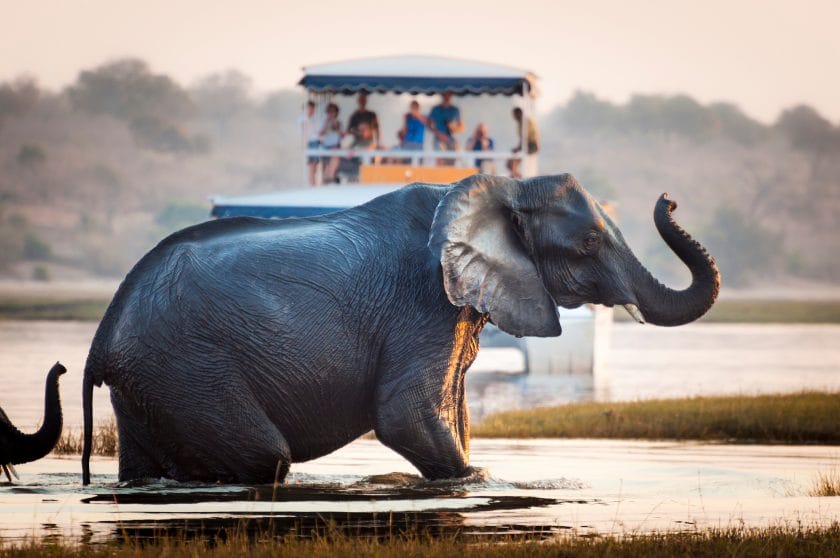 Elephant cooling off in the Chobe River, Botswana.