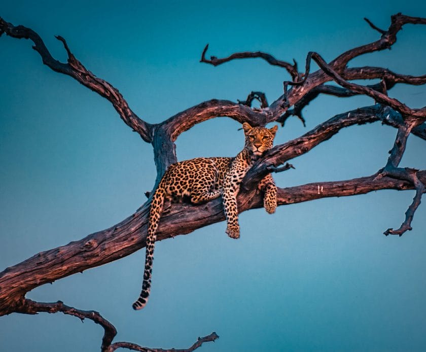 Young leopard resting on the tree in Chobe National Park, Botswana.