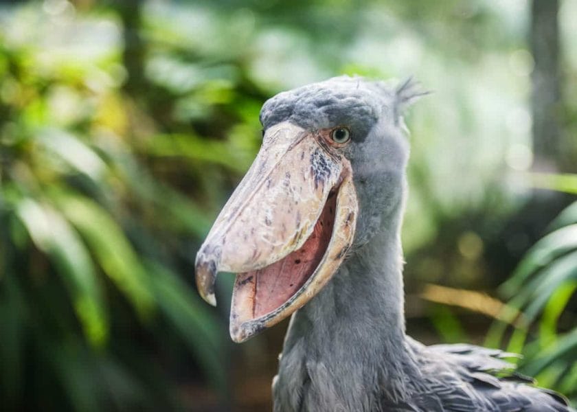 Shoebill stork on birding safari in Uganda