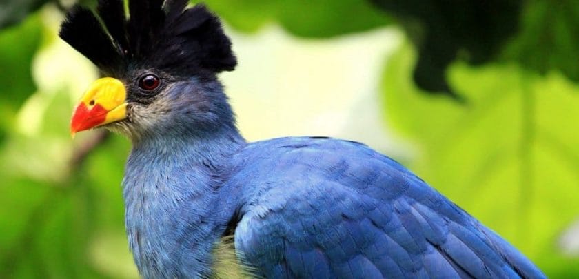 Beautiful and bizarre birds of Uganda