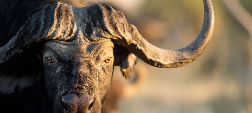 Buffalo are considered to be one of the most dangerous animals in the African wild