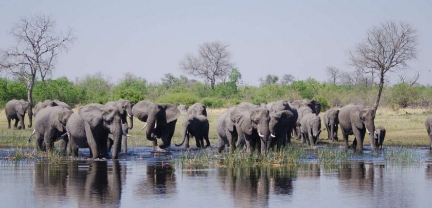 Herd of elephants in the Chobe River in Chobe National Park, Botswana.