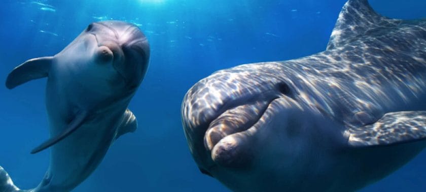 Dolphins in the waters of Zanzibar.