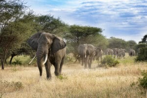 elephants-in-line-zambia