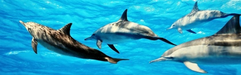 The dolphins around Flic en Flac are numerous