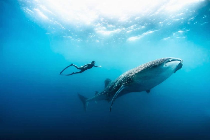 Free diver swimming with a whale shark, Zanzibar.